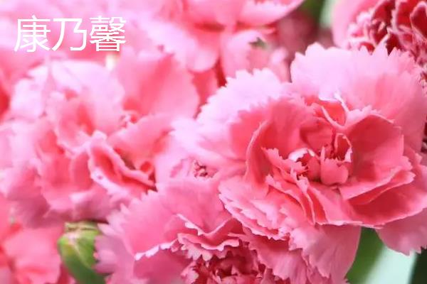 代表健康平安的花卉有哪些，月季花、百合花等品种均有健康平安的含义