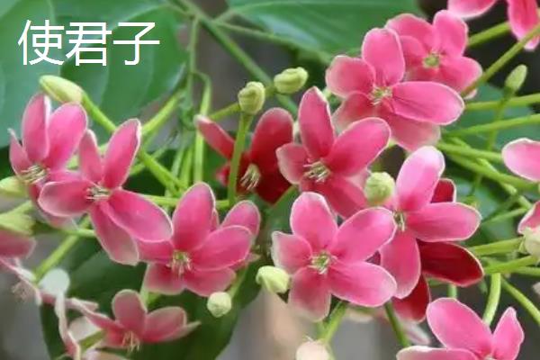 代表健康平安的花卉有哪些，月季花、百合花等品种均有健康平安的含义