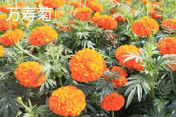 代表健康平安的花卉有哪些，月季花、百合花等品种均有健康平安的含义
