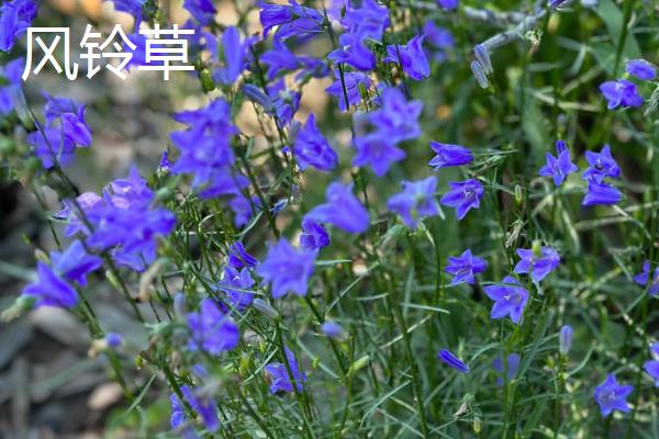 代表健康平安的花卉有哪些，月季花、百合花等品种均有健康平安的含义