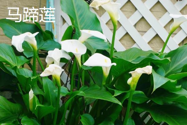 代表健康平安的花卉有哪些，月季花、百合花等品种均有健康平安的含义