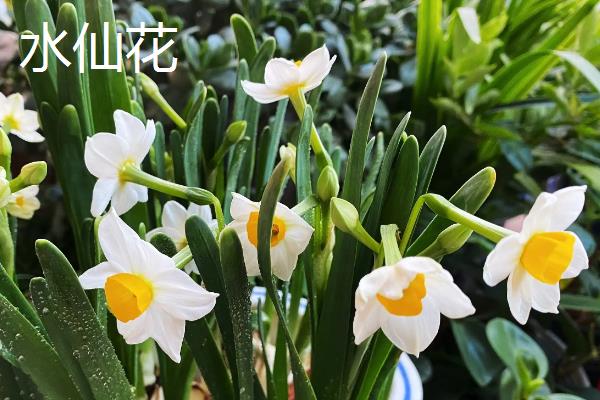 代表健康平安的花卉有哪些，月季花、百合花等品种均有健康平安的含义