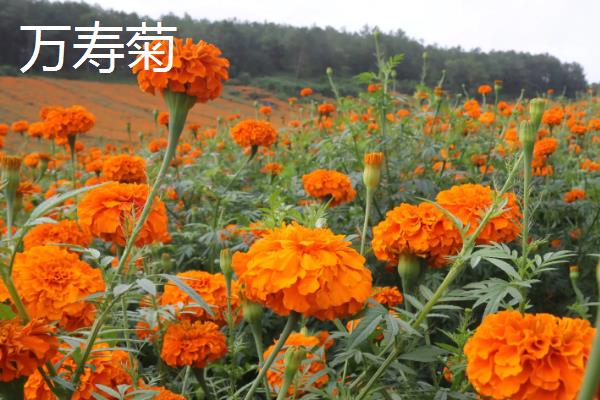 代表健康平安的花卉有哪些，月季花、百合花等品种均有健康平安的含义