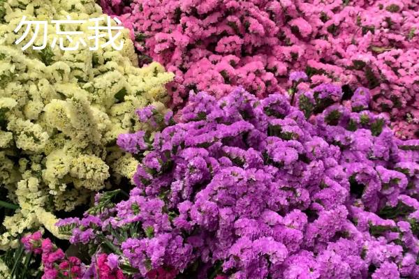 代表健康平安的花卉有哪些，月季花、百合花等品种均有健康平安的含义