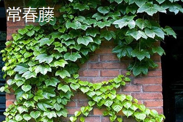 代表健康平安的花卉有哪些，月季花、百合花等品种均有健康平安的含义