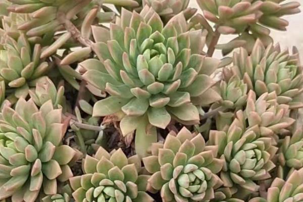 怎么养殖宝石花，夏季要时常对叶片喷水增湿