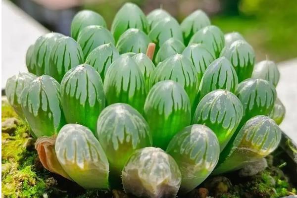 怎么养殖宝石花，夏季要时常对叶片喷水增湿