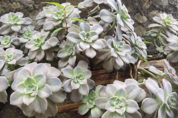 怎么养殖宝石花，夏季要时常对叶片喷水增湿