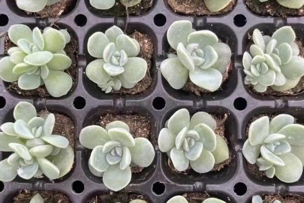 怎么养殖宝石花，夏季要时常对叶片喷水增湿