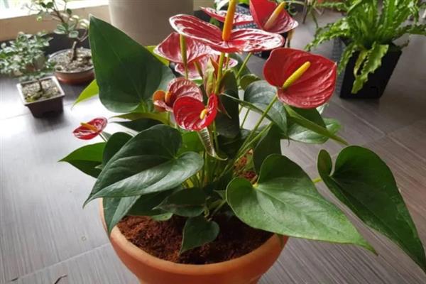 红掌能不能晒太阳，缺少光照容易徒长不开花