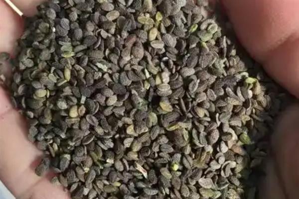 丛生福禄考的播种时间，3-4月份播种可在7-8月份开花