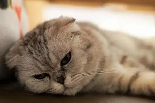 猫咪忍痛的表现，会出现食欲下降、不爱活动、脾气变差等情况