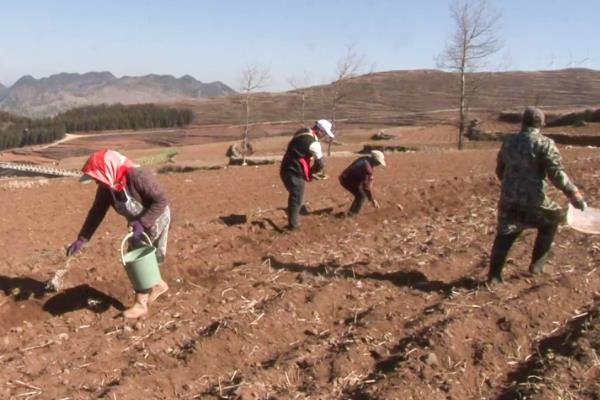 何时种植藏红花，一般在3-4月份、9月份播种