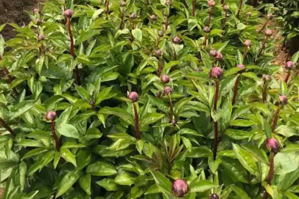 芍药属于草本还是木本植物，属于多年生草本植物