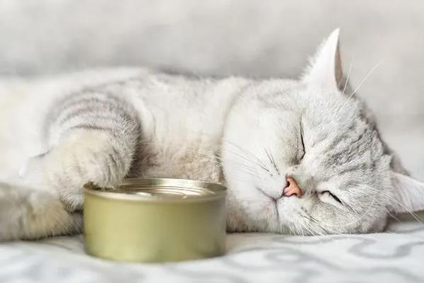 猫咪忍痛的表现，会出现食欲下降、不爱活动、脾气变差等情况