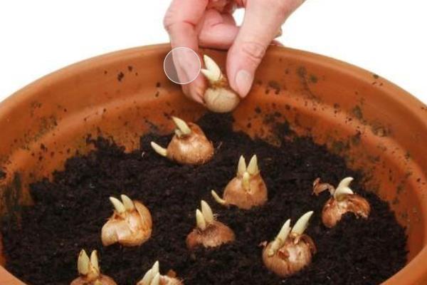 何时种植藏红花，一般在3-4月份、9月份播种