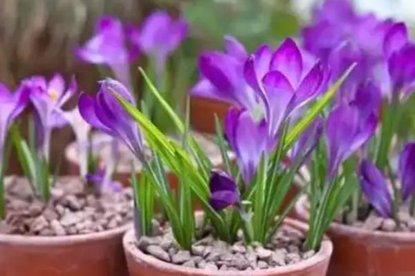 何时种植藏红花，一般在3-4月份、9月份播种