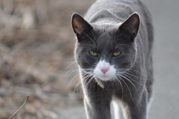 猫咪忍痛的表现，会出现食欲下降、不爱活动、脾气变差等情况