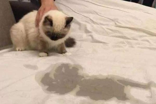 猫咪忍痛的表现，会出现食欲下降、不爱活动、脾气变差等情况