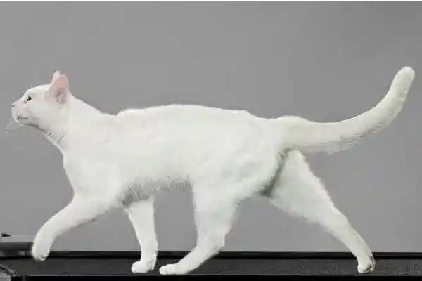 猫咪忍痛的表现，会出现食欲下降、不爱活动、脾气变差等情况