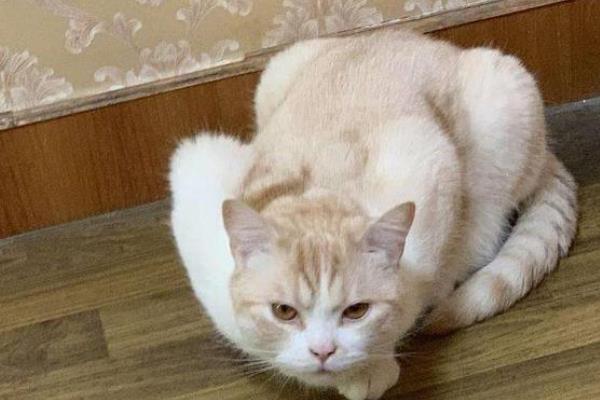 猫咪忍痛的表现，会出现食欲下降、不爱活动、脾气变差等情况