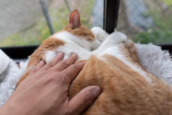 猫咪忍痛的表现，会出现食欲下降、不爱活动、脾气变差等情况