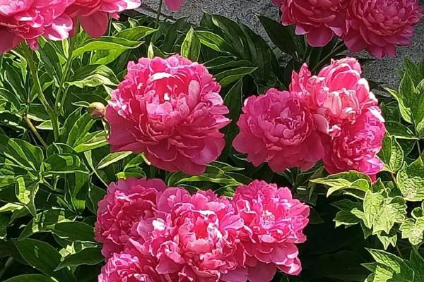 芍药属于草本还是木本植物，属于多年生草本植物