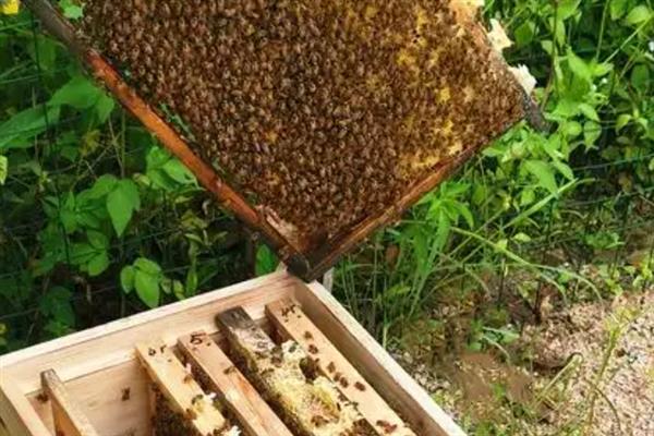 仓蜂王的优点，具有较强的造脾和繁殖性能、耐热耐寒等优势