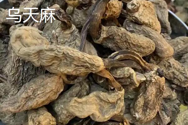 天麻生长在什么地方，主要分布于吉林、辽宁、内蒙古等地