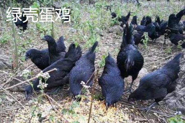 鸡有什么种类，绿壳蛋鸡、矮脚鸡、芦花鸡等品种较常见