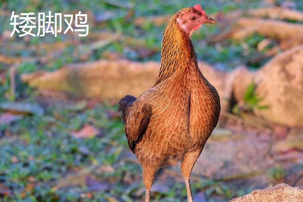 鸡有什么种类，绿壳蛋鸡、矮脚鸡、芦花鸡等品种较常见