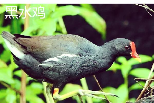 鸡有什么种类，绿壳蛋鸡、矮脚鸡、芦花鸡等品种较常见
