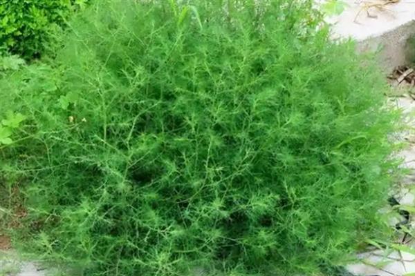 有哪些会行走的植物，有行走棕榈树、卷柏、风滚草等