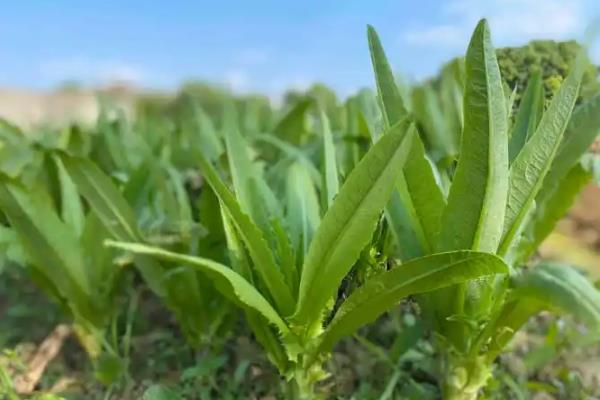 油麦菜在几月份播种，春季和秋季都可以播种