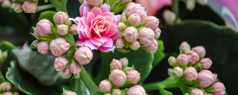 长寿花要修剪吗，需要对植株进行修剪