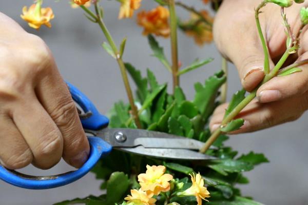 长寿花要修剪吗，需要对植株进行修剪