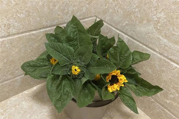 太阳花要醒花吗，太阳花要醒花