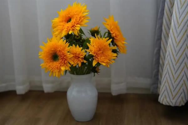 太阳花要醒花吗，太阳花要醒花