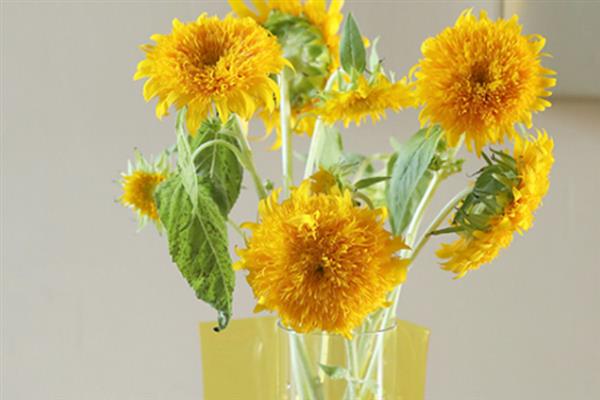 太阳花要醒花吗，太阳花要醒花