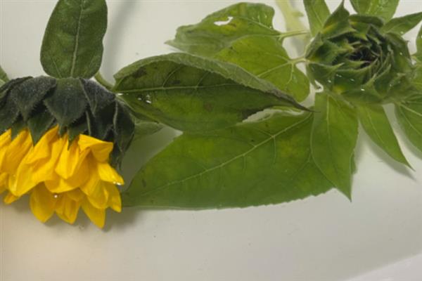 太阳花要醒花吗，太阳花要醒花