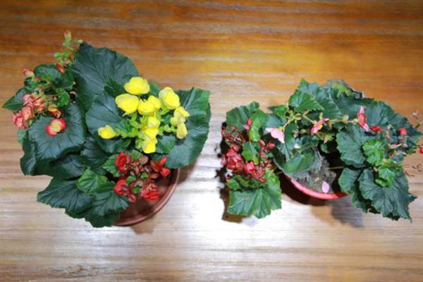 丽格海棠的配土方法，用泥炭土、河沙土、田园土混合配制