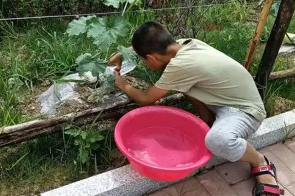 冬瓜的生长周期，大冬瓜是150-160天左右