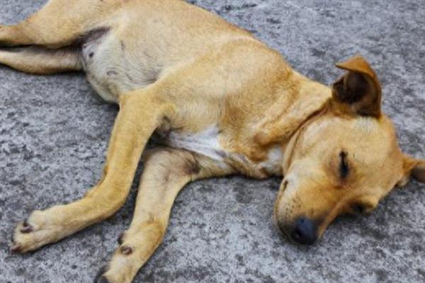 宠物犬猫常见的中毒症状，分为食物、药物中毒