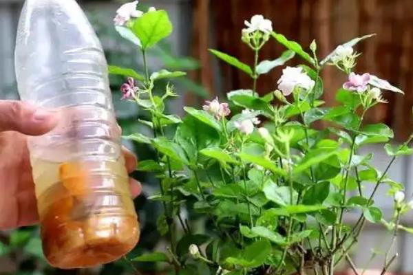 茉莉花烂根的原因，主要是放置的地方太过潮湿