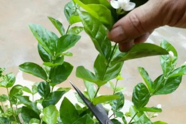 茉莉花烂根的原因，主要是放置的地方太过潮湿