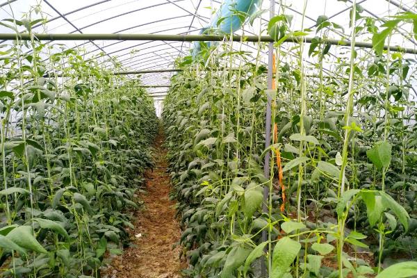 春季怎么在冷棚内种植豆角，白天把温度控制在25℃左右
