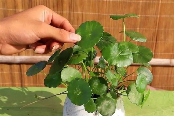 铜钱草喜欢哪些肥料，要选择一些含氮比较多的肥料