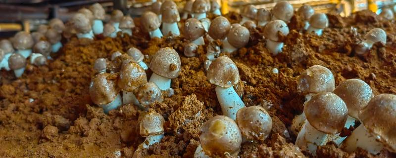 姬松茸的种植栽培技术，种植季节在春末夏初和秋季