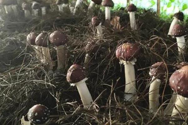 姬松茸的种植栽培技术，种植季节在春末夏初和秋季