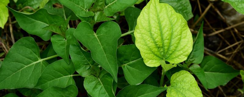 淫羊藿的种植技术，可采用根茎繁殖、种子繁殖等